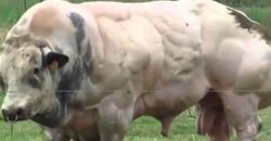 Dieser Stier wird gezüchtet um mehr Fleisch zu produzieren