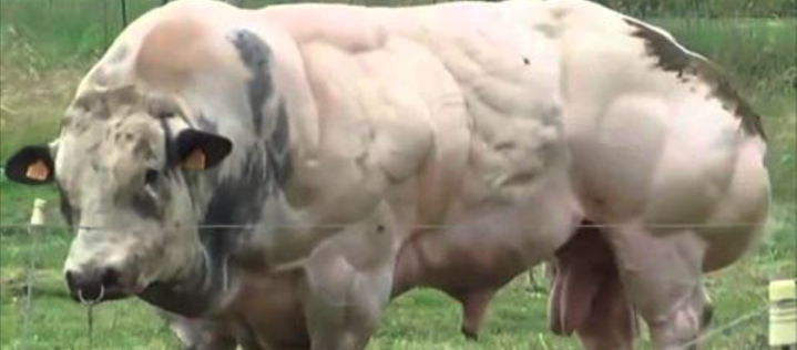 Dieser Stier wird gezüchtet um mehr Fleisch zu produzieren