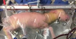 Tierschutz: Lebende ungeborene Lämmer in Plastiktüten