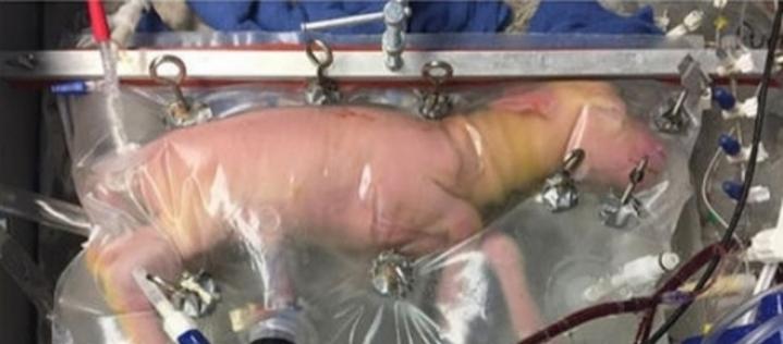 Tierschutz: Lebende ungeborene Lämmer in Plastiktüten
